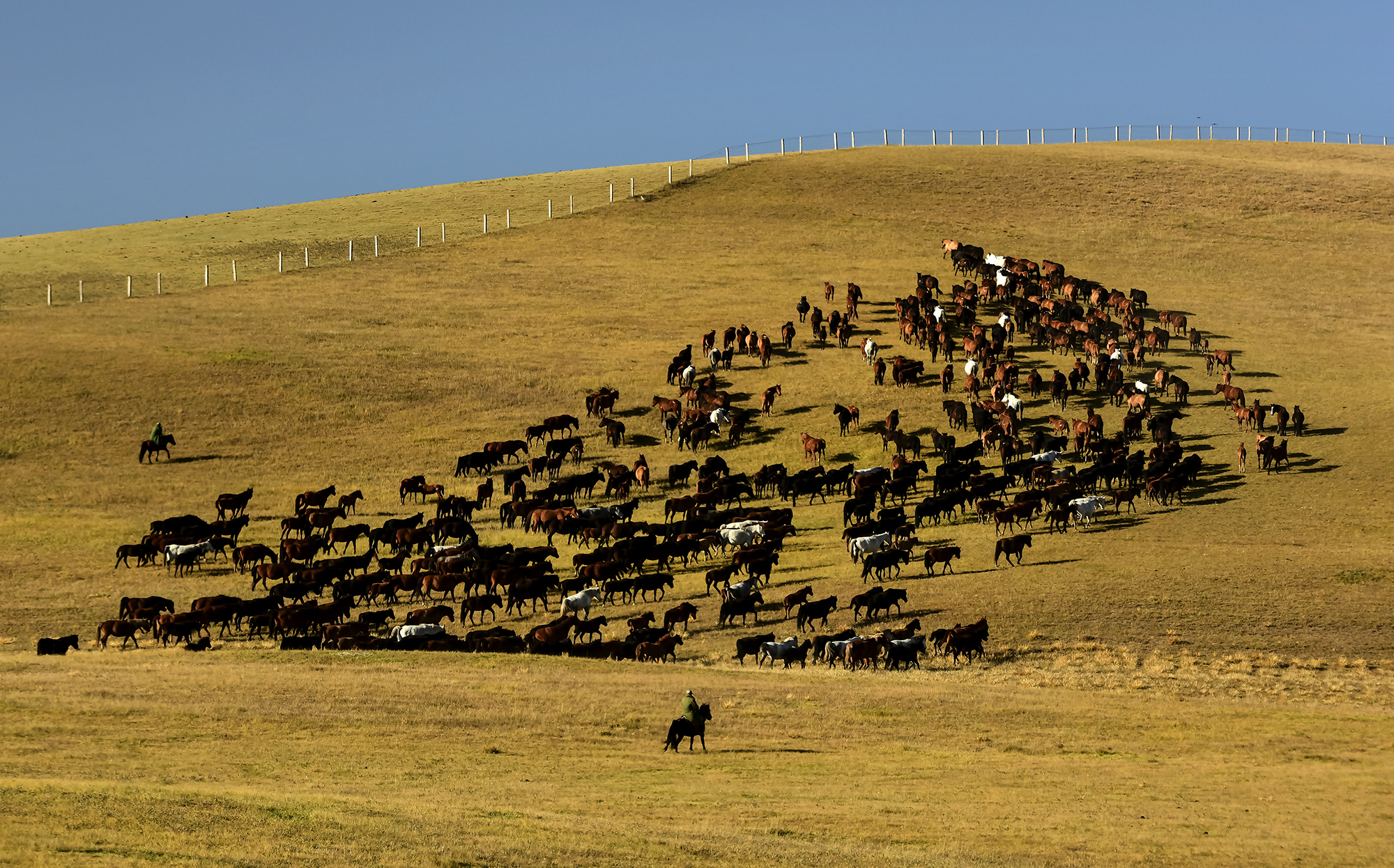 山丹军马场地域辽阔,牧草肥美,很适合放牧.