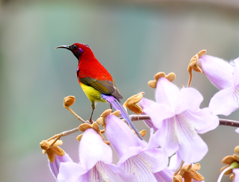 秦岭中的"小凤凰"—蓝喉太阳鸟