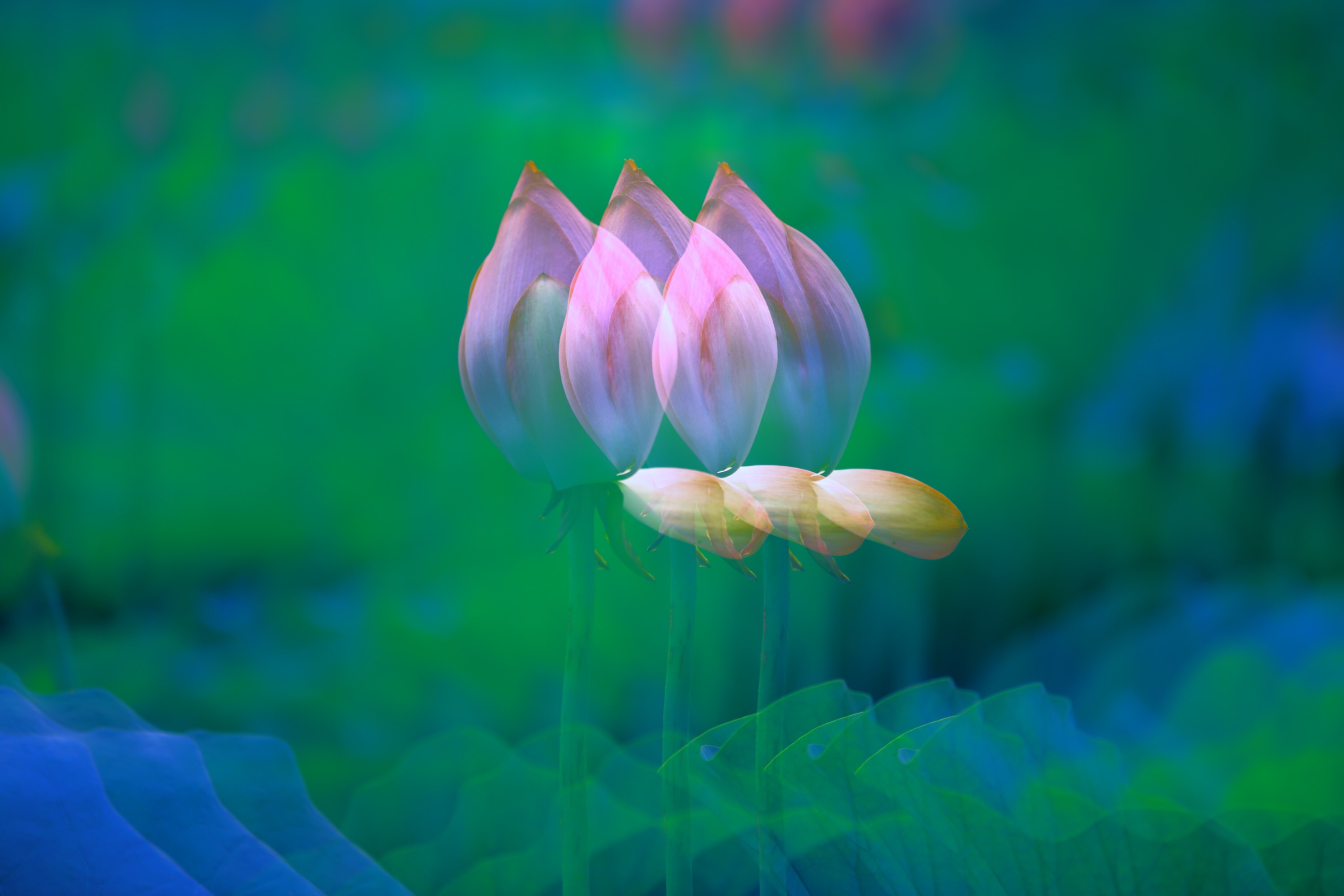 魅力荷花大众摄影微影赛第一期获奖名单揭晓