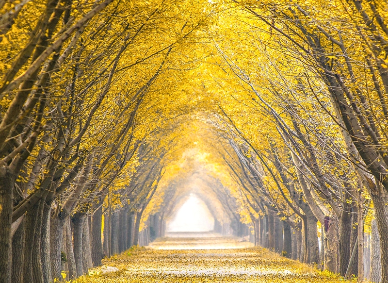 邳州银杏美景摄影创作采风活动免费招募10月28日截止