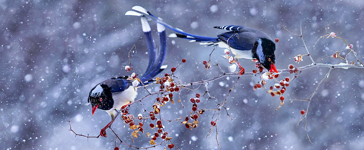 2026年双周争胜2期“冰雪”征稿