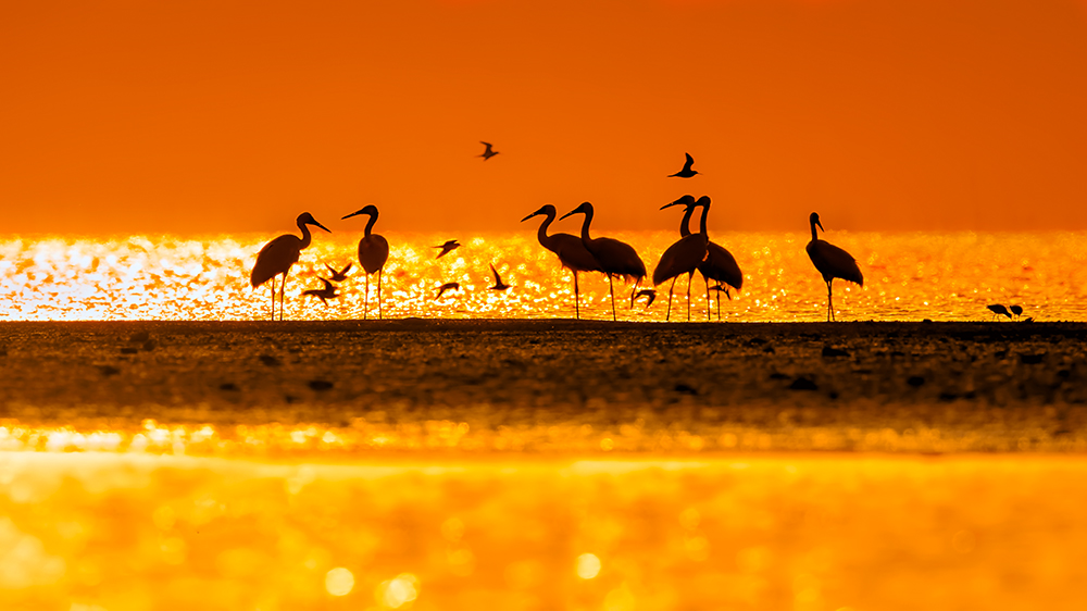 2026双周争胜7期“生态”征稿