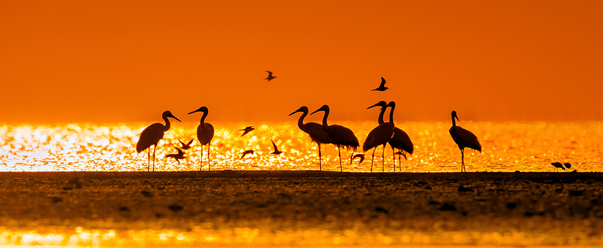 2026双周争胜7期“生态”征稿