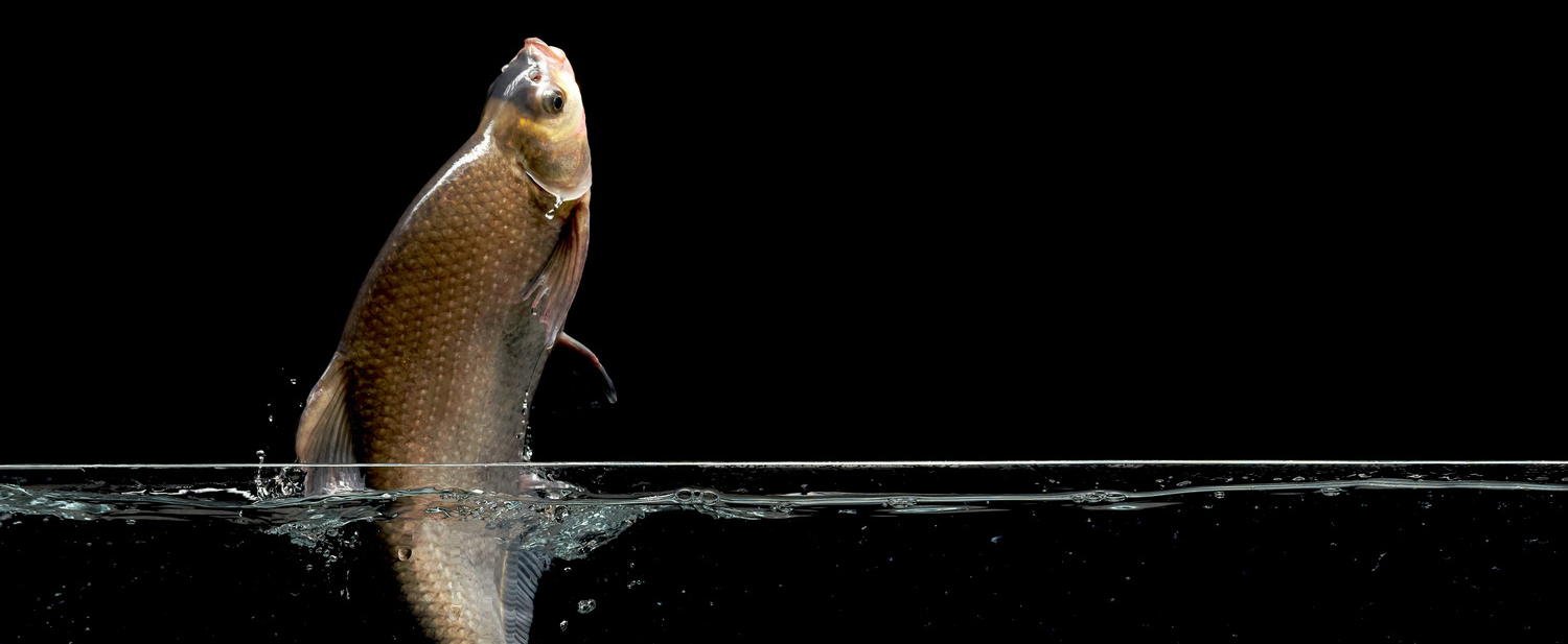 武昌鱼·“鱼”你相约主题创意摄影短视频大展 征稿启事