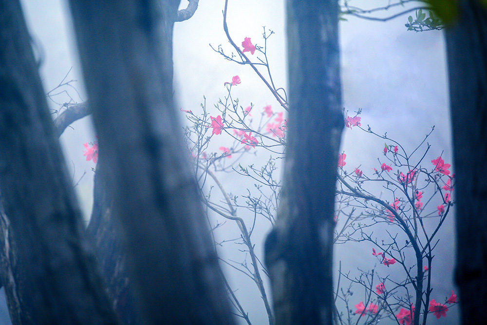 2026年双周争胜8期“色调”征稿