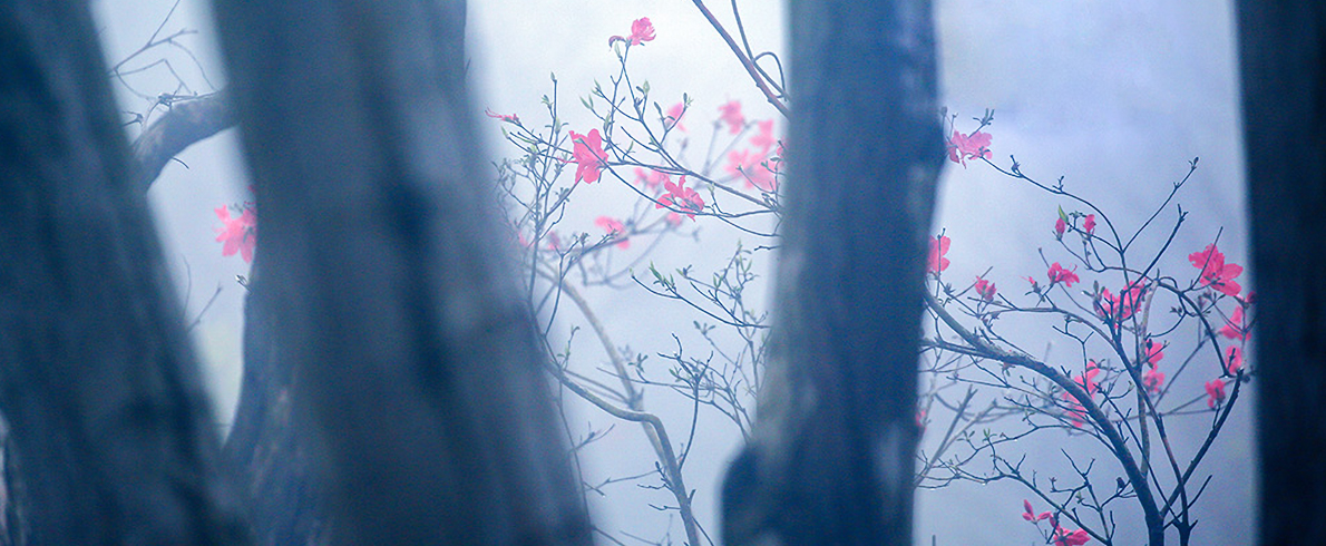 2026年双周争胜8期“色调”征稿