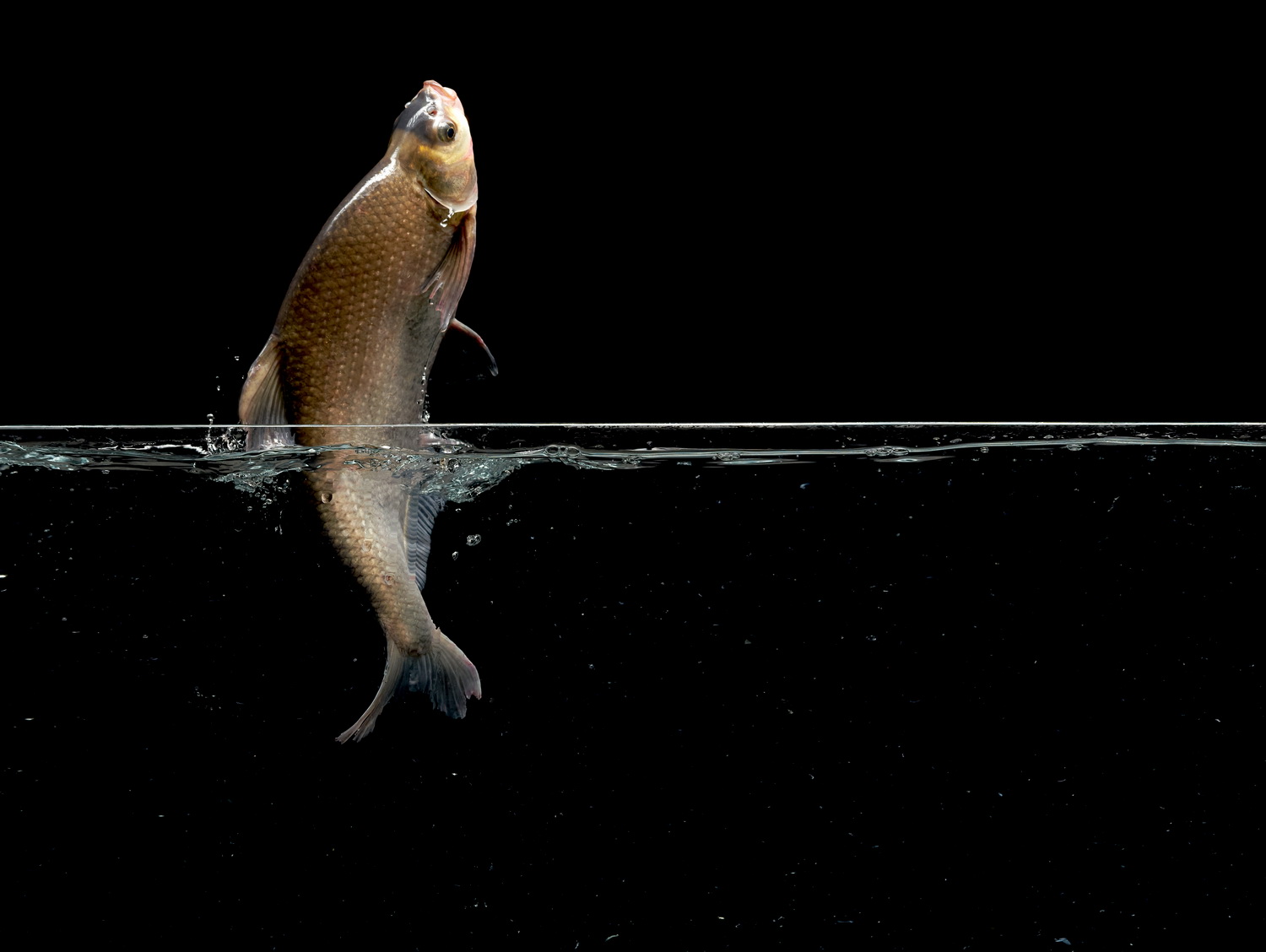 武昌鱼·“鱼”你相约主题创意摄影短视频大展 征稿启事