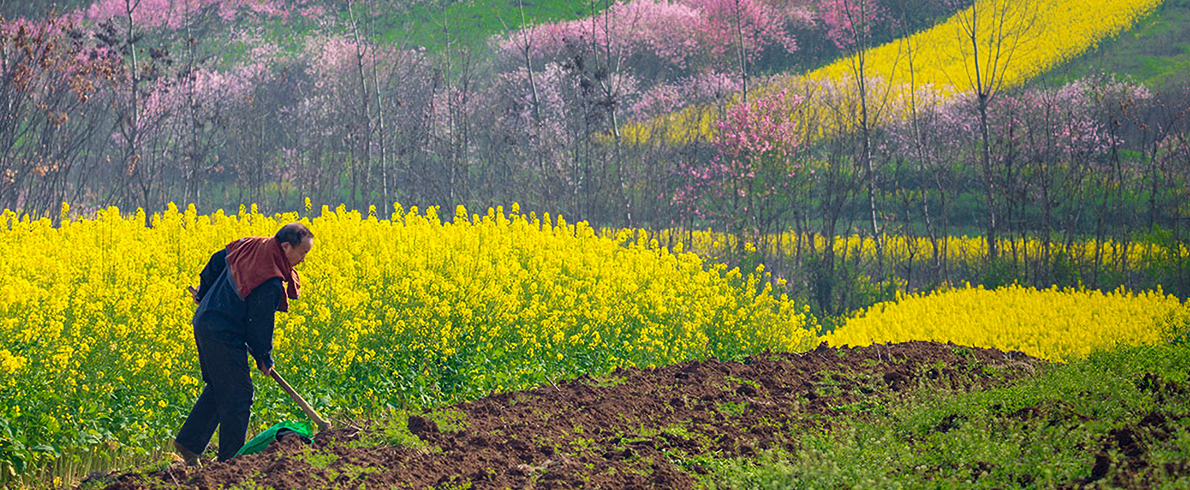 2026双周争胜3期“春意”征稿