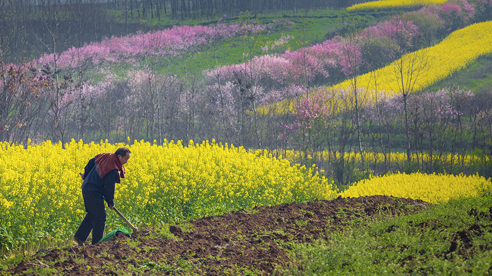 2026双周争胜3期“春意”征稿